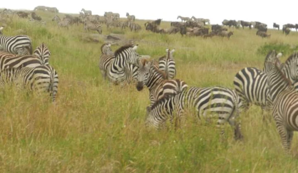 manyara