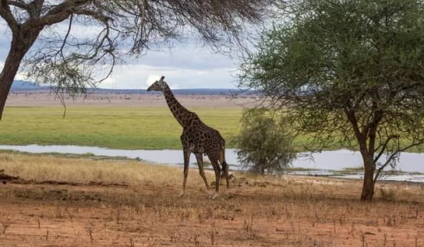Safari and Zanzibar Vacations