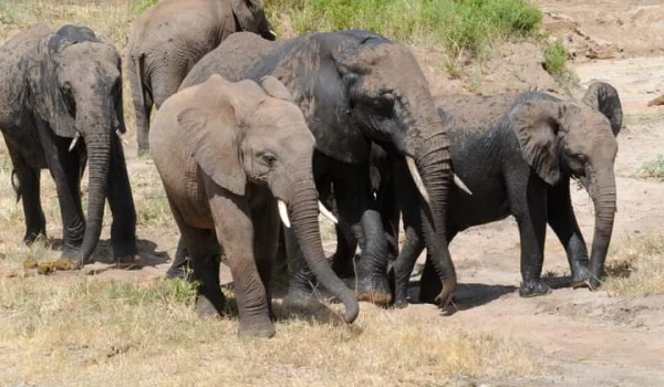 Northern Circuit Big five Safari